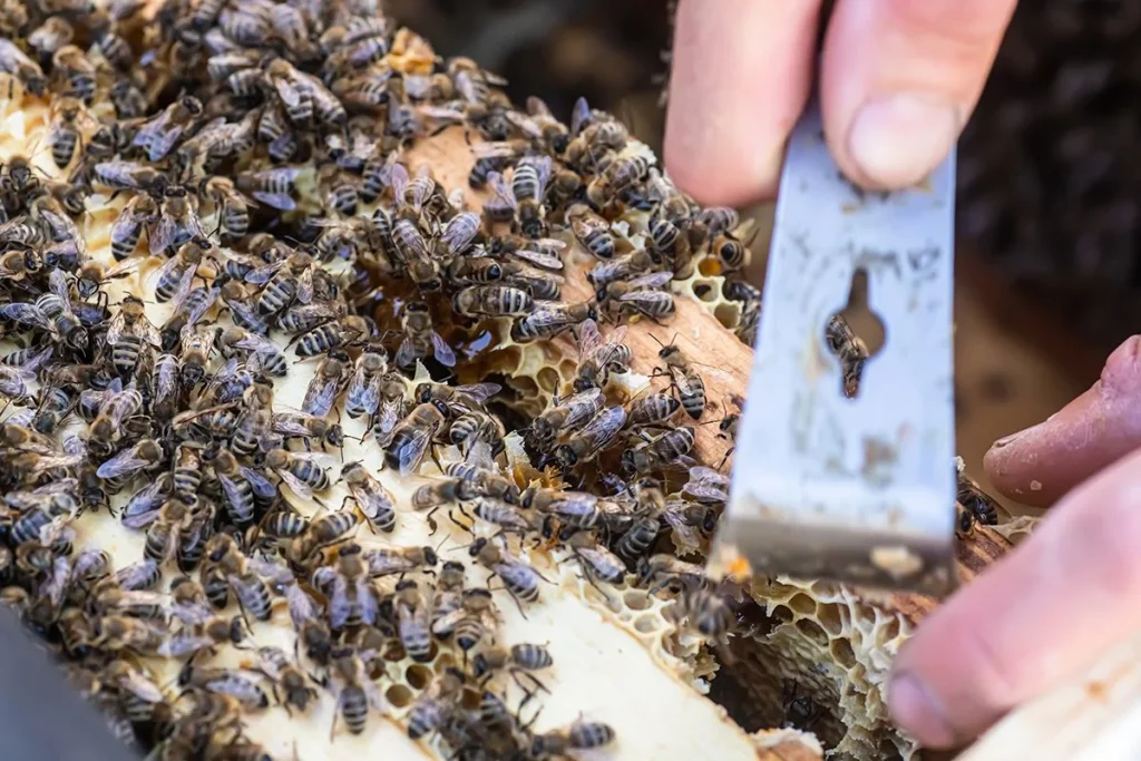 LA IA AVISA A LOS APICULTORES PARA NO DESPERDICIAR LA MIEL DE LAS ABEJAS