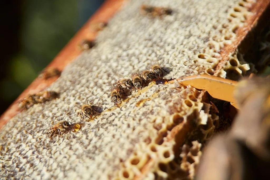 LA IA VIGILA A LAS ABEJAS