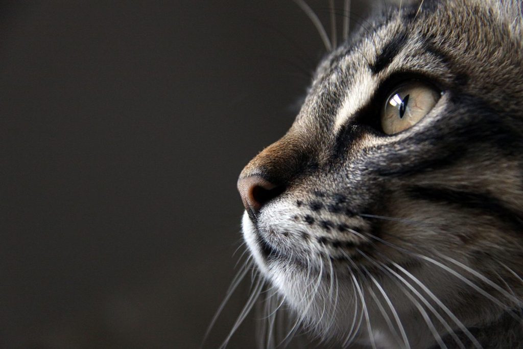 LA INFLUENCIA DE LA DOMESTICACIÓN DE LOS GATOS