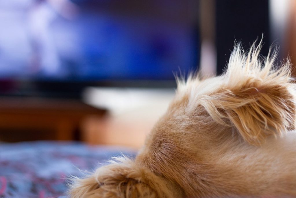 LA REACCIÓN DE LOS PERROS DEPENDE DE SU CARÁCTER