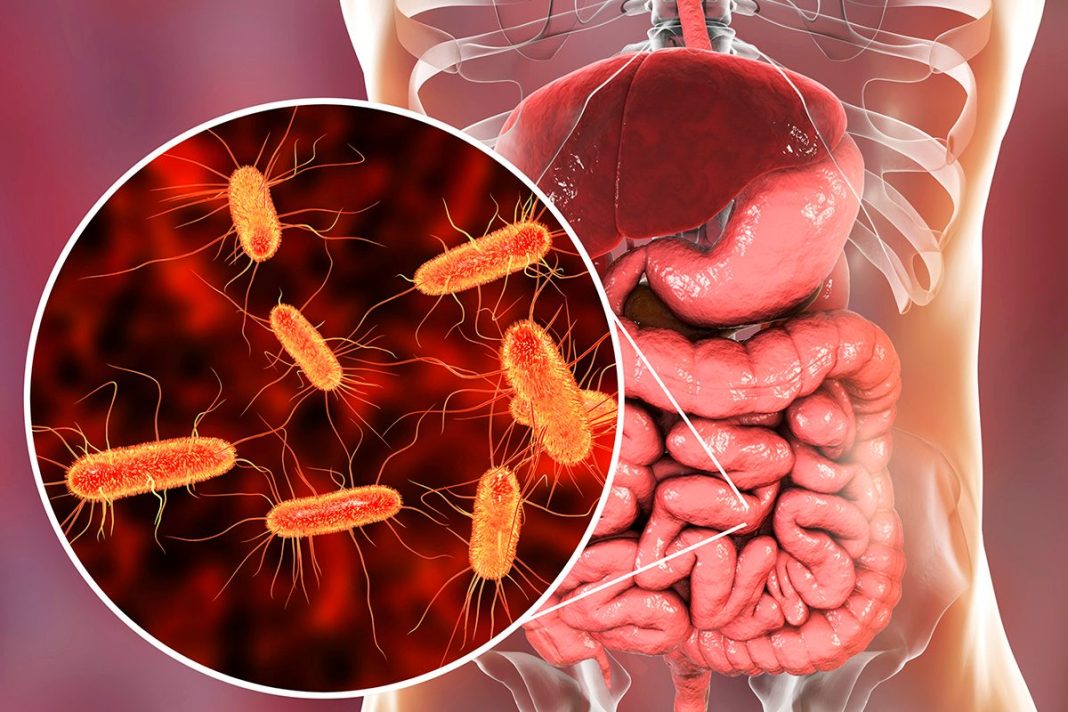 LAS BACTERIAS DEL INTESTINO QUE REGULAN EL APETITO