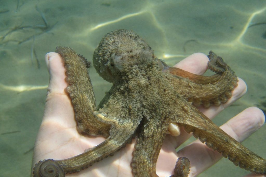 LAS CURIOSIDADES DE LA BIOLOGÍA INTERNA DE LOS PULPOS