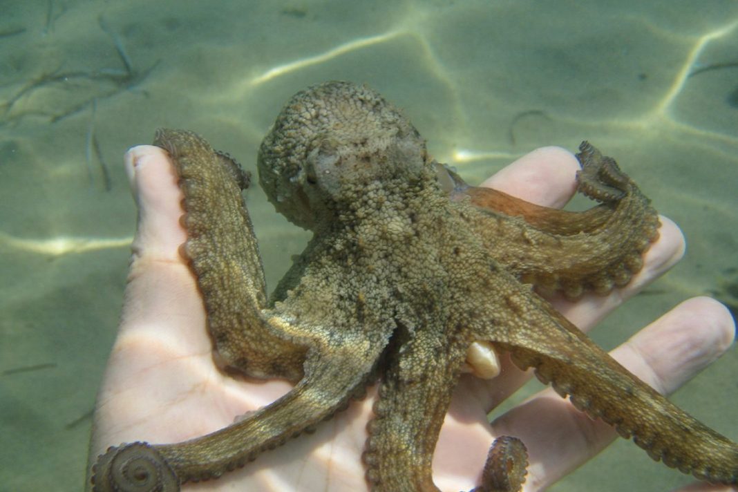 LAS CURIOSIDADES DE LA BIOLOGÍA INTERNA DE LOS PULPOS