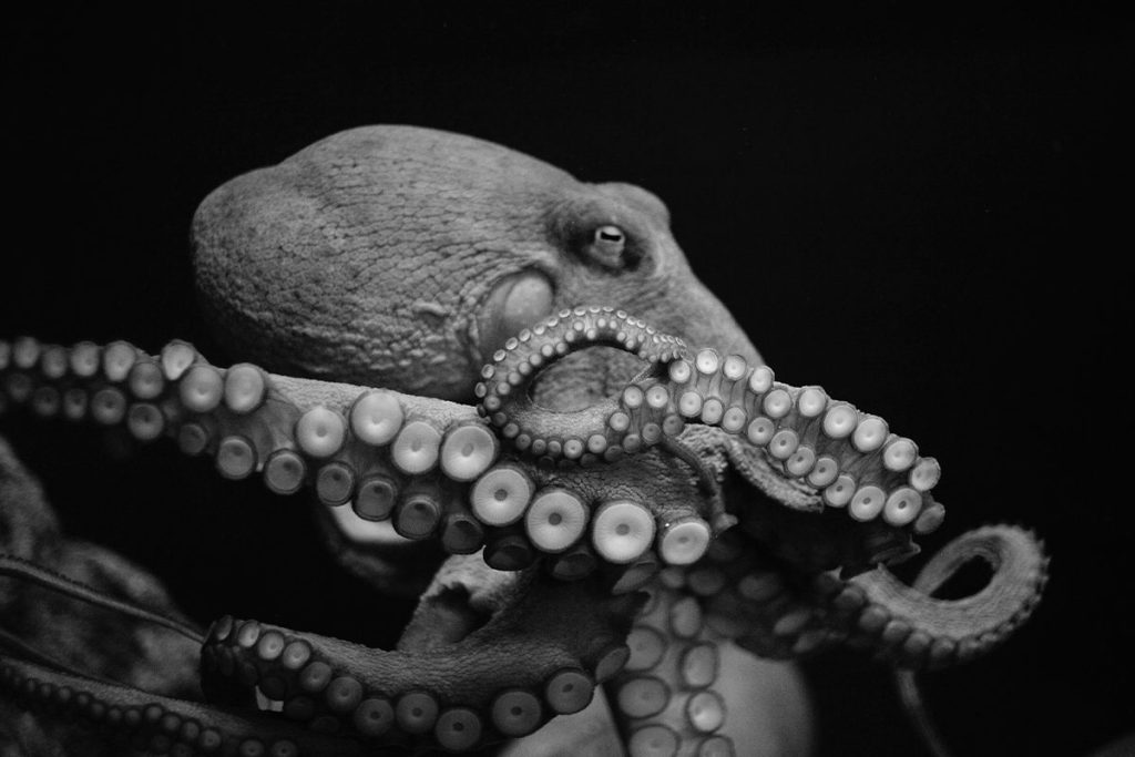 LAS HABILIDADES DE LOS PULPOS