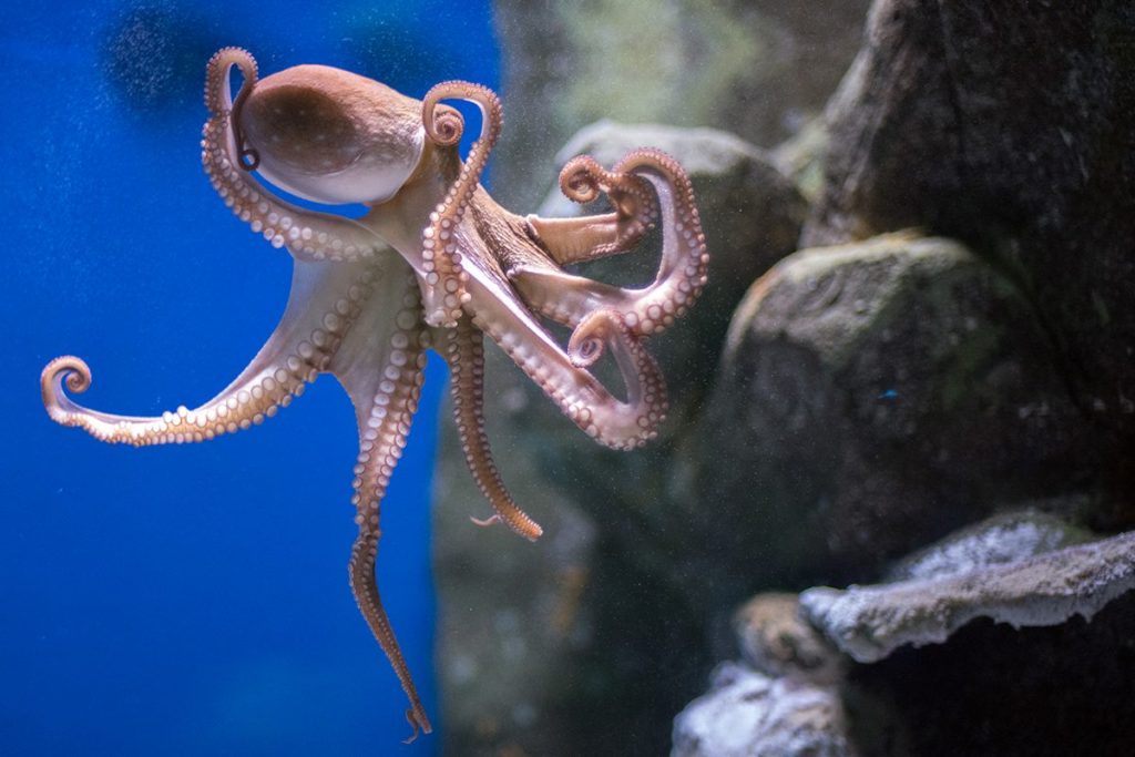 LOS CEREBROS DE LOS PULPOS VARÍAN EN FUNCIÓN DEL ENTORNO