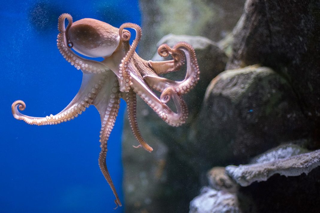 LOS CEREBROS DE LOS PULPOS VARÍAN EN FUNCIÓN DEL ENTORNO