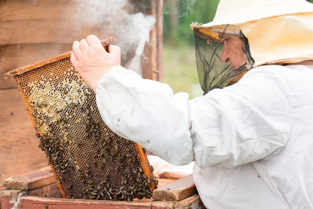 LOS DATOS DE LAS ABEJAS SON MONITORIZADOS