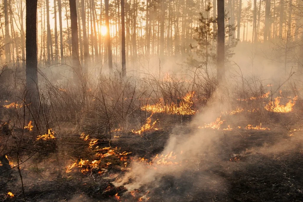 LOS INCENDIOS PRESCRITOS NO SON POPULARES EN ESPAÑA