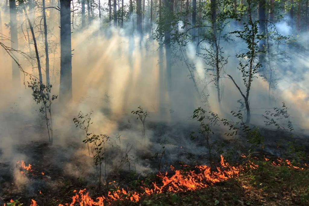 LOS INCENDIOS PUEDEN SER NECESARIOS PARA LOS BOSQUES
