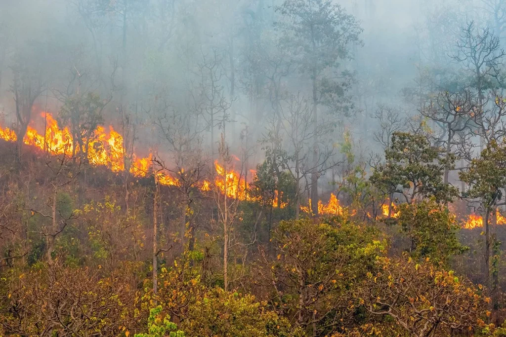 LOS INCENDIOS PUEDEN SER PARTE DE LA INGENIERÍA AMBIENTAL