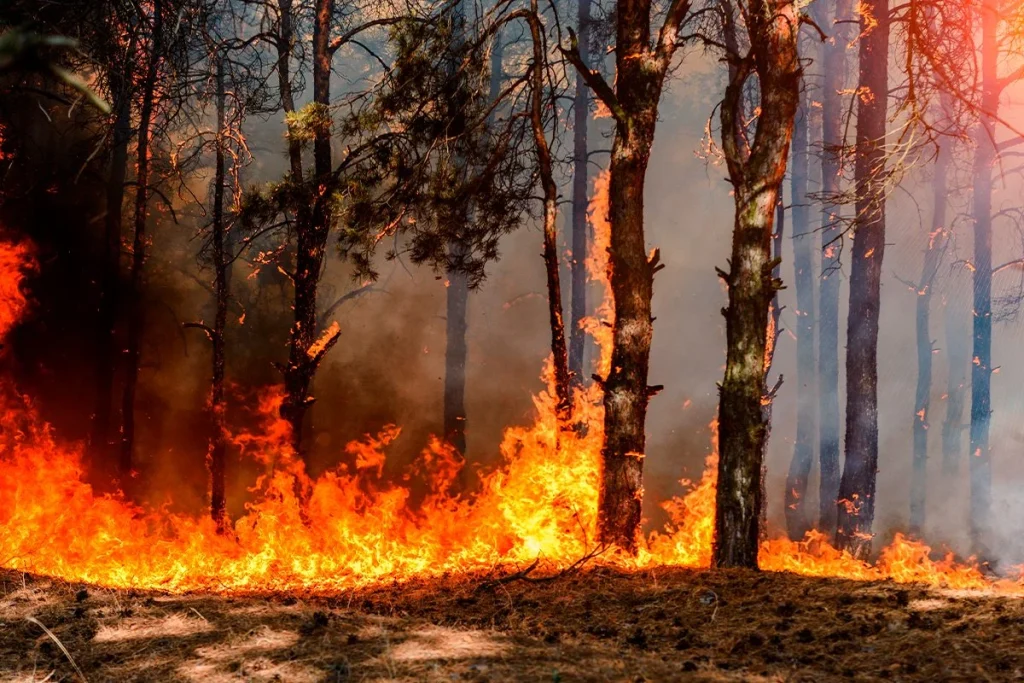 LOS INCENDIOS Y QUEMAS INDÍGENAS