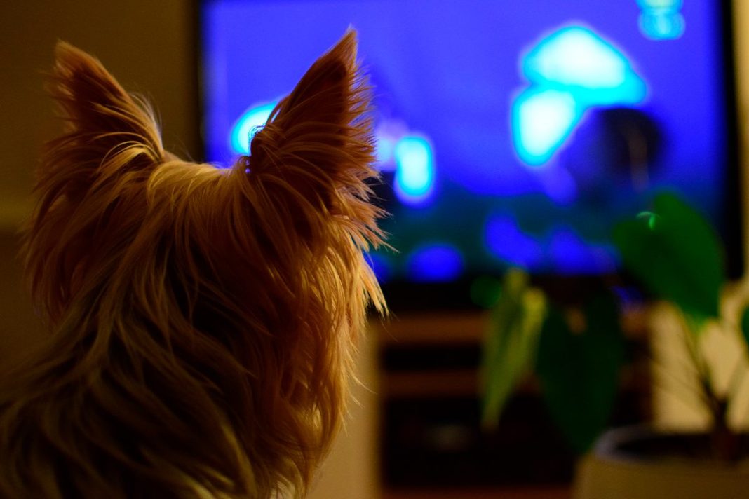 LOS PERROS SE INTERESAN POR LAS IMÁGENES DE LA TV