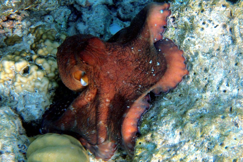 LOS PULPOS SON GRANDES DEPREDADORES