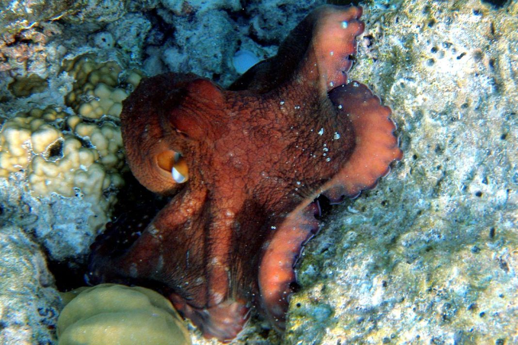 LOS PULPOS SON GRANDES DEPREDADORES