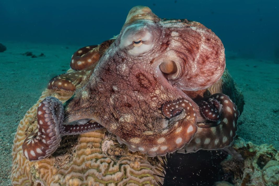 LOS PULPOS, UNA ESPECIE FASCINANTE