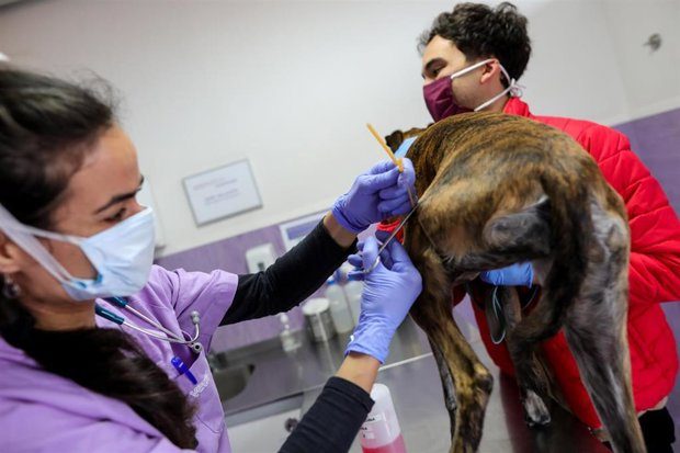 Los veterinarios entran en la agenda estatal: la Agencia de Salud Pública abre la puerta a sus demandas 2 La profesión veterinaria gana visibilidad en la planificación de políticas públicas de salud