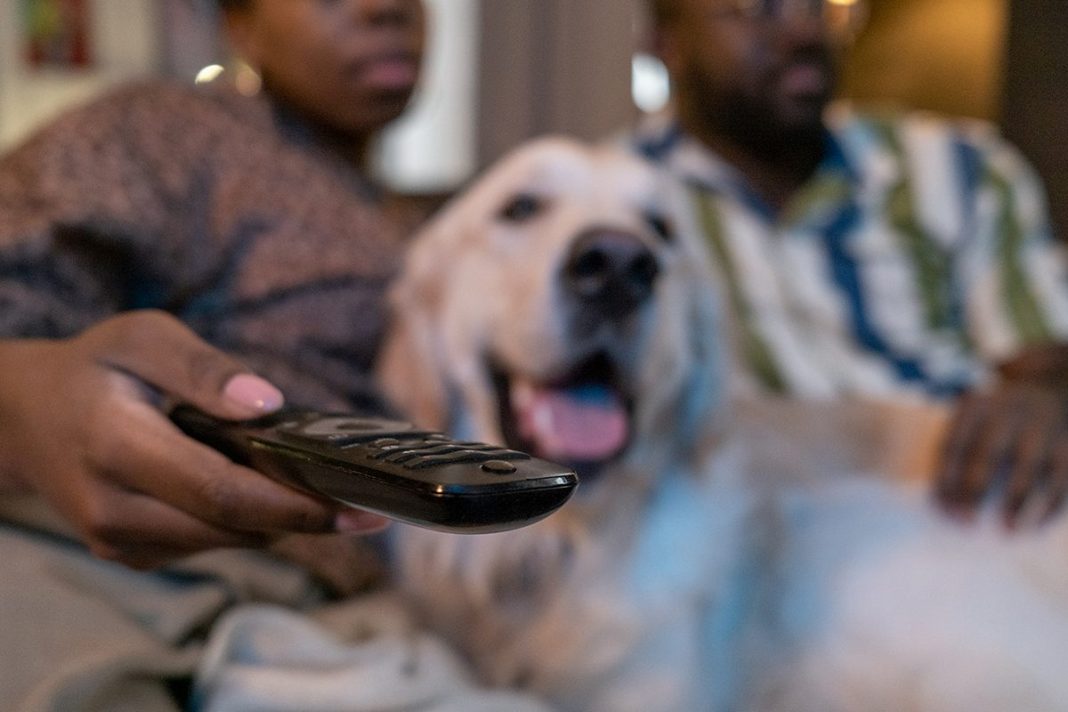 La ciencia del vínculo más fiel: por qué el perro es mucho más que una mascota