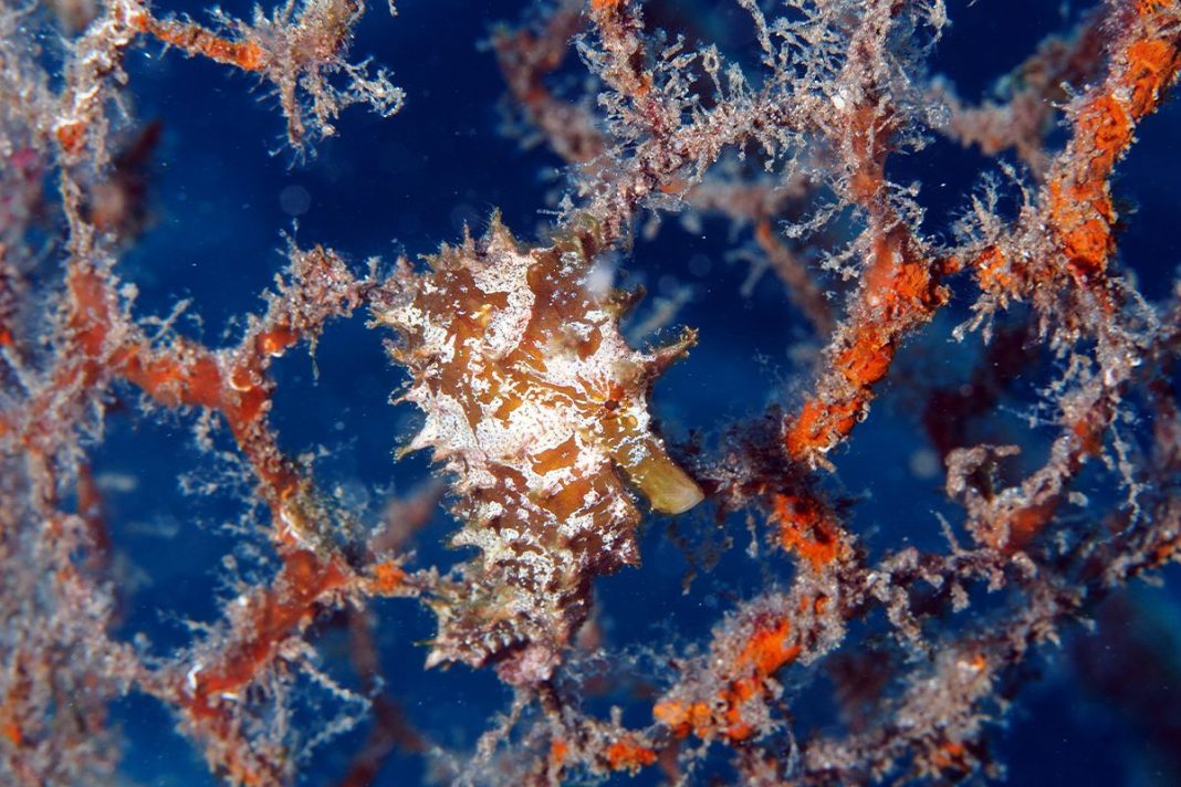 MIGRACIÓN ANUAL Y CONSECUENCIAS PARA EL CALENTAMIENTO GLOBAL