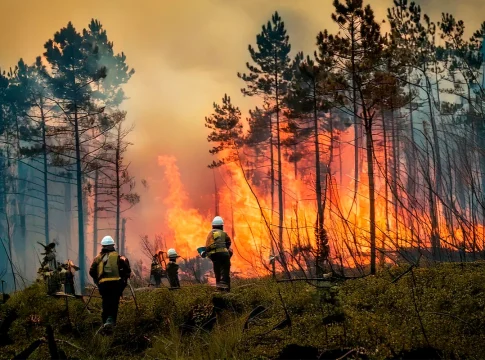 No todos los incendios son malos_ Así es cómo pueden beneficiar a los bosques No todos los incendios son malos_ Así es cómo pueden beneficiar a los bosques
