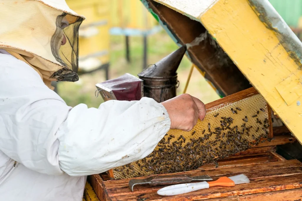 PROBLEMA DEL COLAPSO DE COLONIAS DE ABEJAS