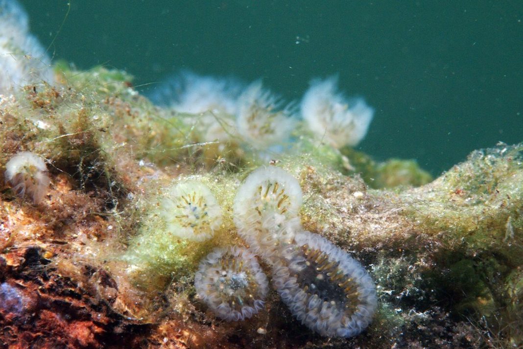 PRONÓSTICOS SOBRE EL CALENTAMIENTO GLOBAL