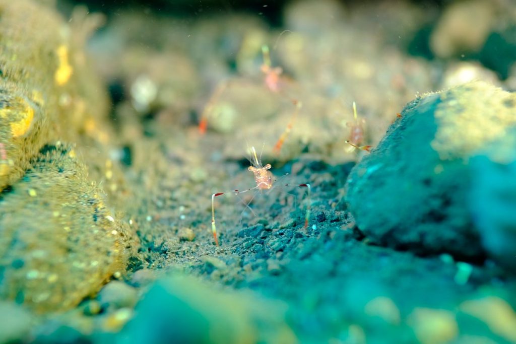 UN ANIMAL DIMINUTO QUE PROTEGE FRENTE AL CALENTAMIENTO GLOBAL