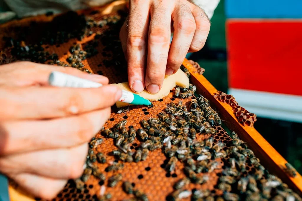 UN ENJAMBRE DIGITAL VIGILA LAS ABEJAS EN TODO MOMENTO