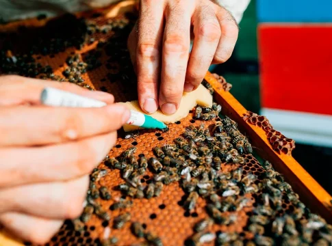 UN ENJAMBRE DIGITAL VIGILA LAS ABEJAS EN TODO MOMENTO UN ENJAMBRE DIGITAL VIGILA LAS ABEJAS EN TODO MOMENTO