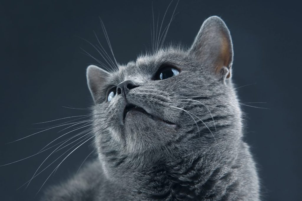 UN GEN QUE REGULA LA RESPUESTA DE LOS GATOS