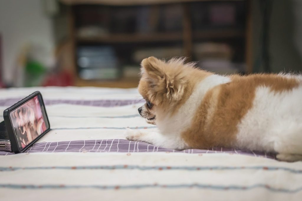 UN MUNDO AUDIOVISUAL PARA LOS PERROS