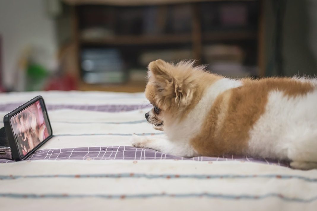 UN MUNDO AUDIOVISUAL PARA LOS PERROS