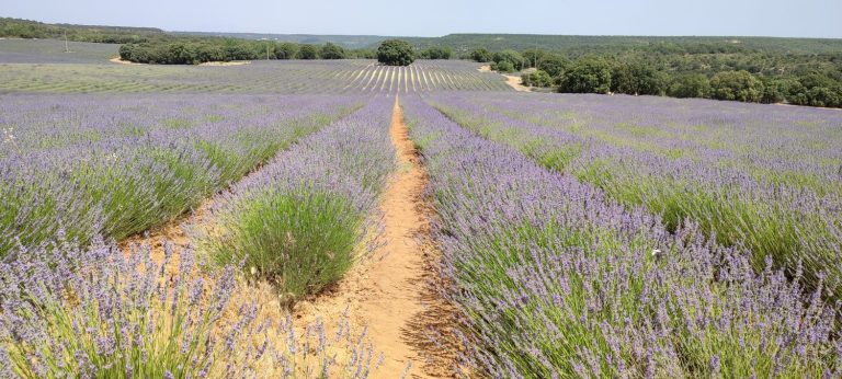 Olvídate de los campos de lavanda de la Provenza: el 'mar morado' está en este pueblo de Guadalajara