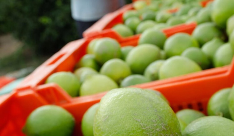 limones subida precio verano supermercado