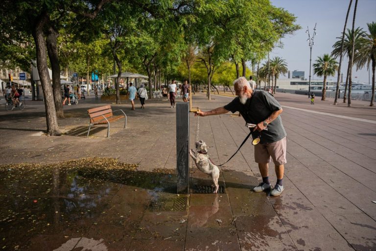 Los ayuntamientos, culpables de muertes y colapsos «perfectamente evitables» por los efectos del verano