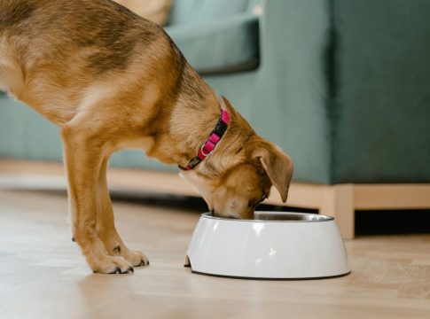 ¿Por qué el verano es tan desafiante para tu mascota? ¿Por qué el verano es tan desafiante para tu mascota?