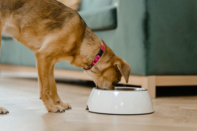 ¿Por qué el verano es tan desafiante para tu mascota?