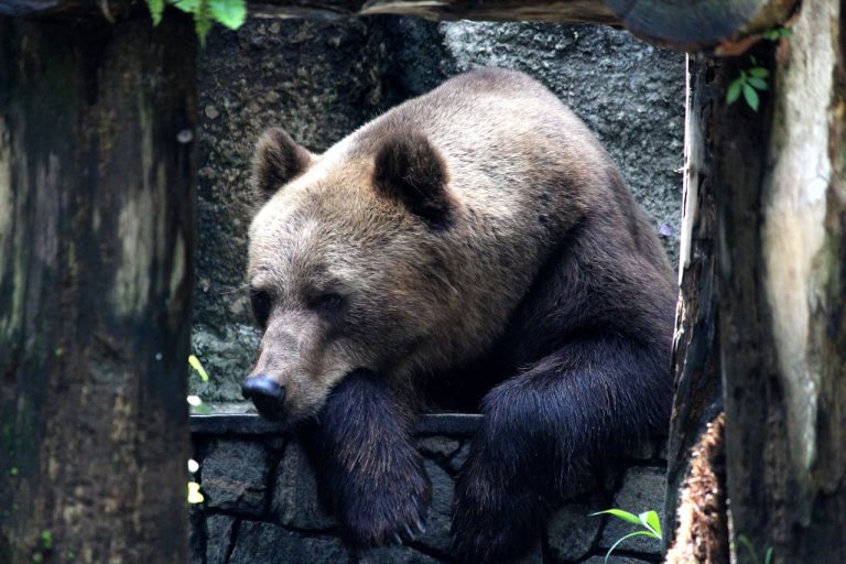 El único hotel del mundo donde puedes dormir rodeado de osos pardos está en este rincón de Cantabria
