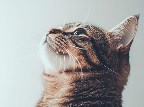 ¿Por qué unos gatos 'hablan' más que otros? La ciencia tiene la respuesta ¿Por qué unos gatos 'hablan' más que otros? La ciencia tiene la respuesta
