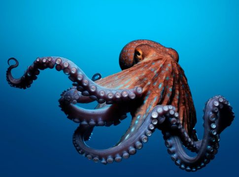¿Qué hace que los pulpos sean tan extraños, inteligentes y fascinantes? La ciencia encuentra la explicación ¿Qué hace que los pulpos sean tan extraños, inteligentes y fascinantes? La ciencia encuentra la explicación