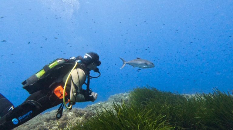 La Bluewave Alliance produce dos nuevos documentales de 'Waves of Tomorrow', la serie para concienciar sobre la protección del Mediterráneo