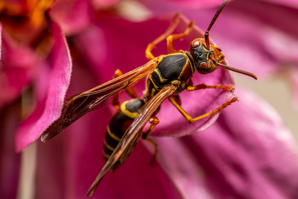 La ciencia explica el truco definitivo para quitarse de encima a las avispas en verano 122 ALEJA PROGRESIVAMENTE A LAS AVISPAS