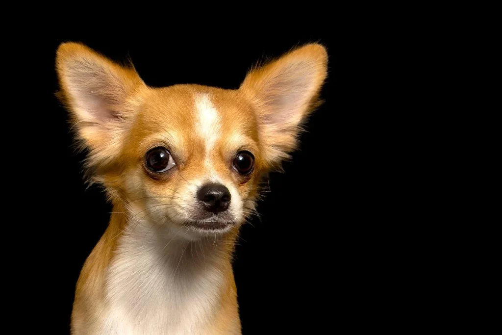 ATÍPICO CUADRO CLÍNICO DEL CHIHUAHUA