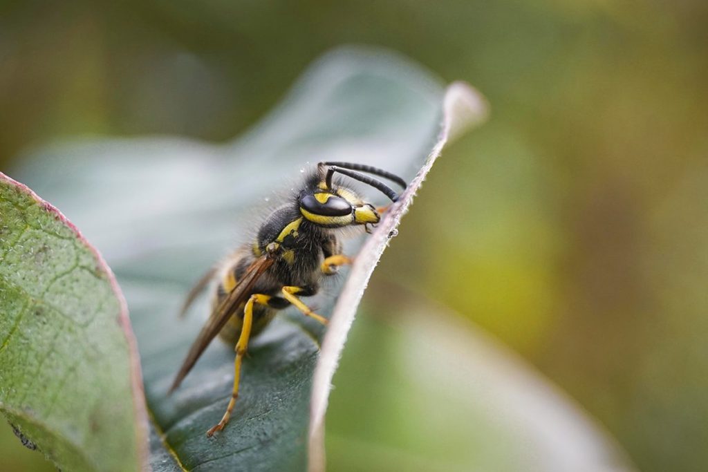 La ciencia explica el truco definitivo para quitarse de encima a las avispas en verano 124 CAMBIOS EN LA ALIMENTACIÓN DE LAS AVISPAS