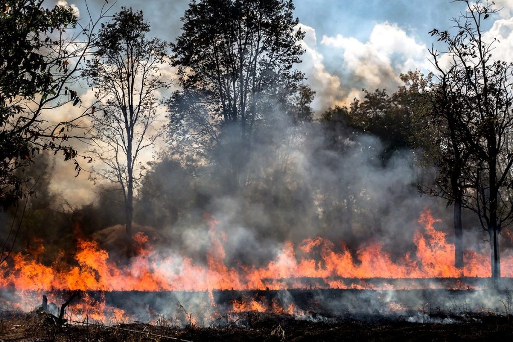 CAUSAS HUMANAS QUE PROVOCAN UN INCENDIO FORESTAL