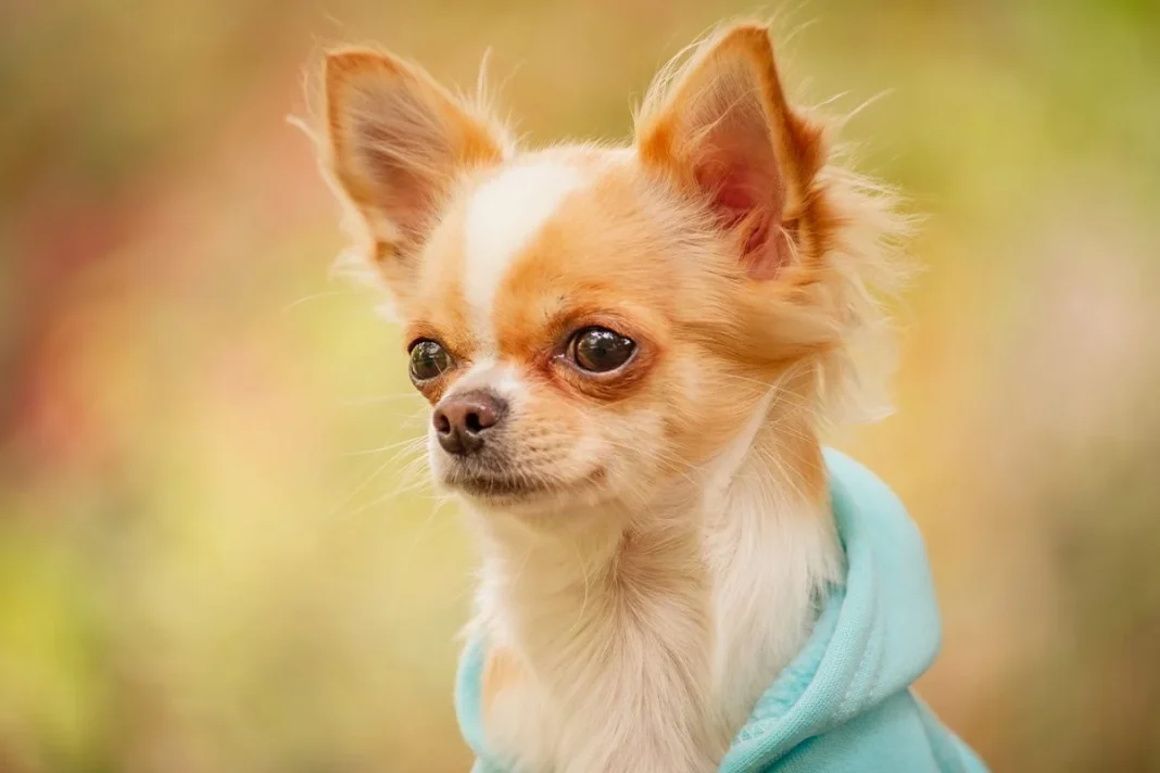 COMO ACTUAR EN CASOS COMO EL DE ESTE CHIHUAHUA