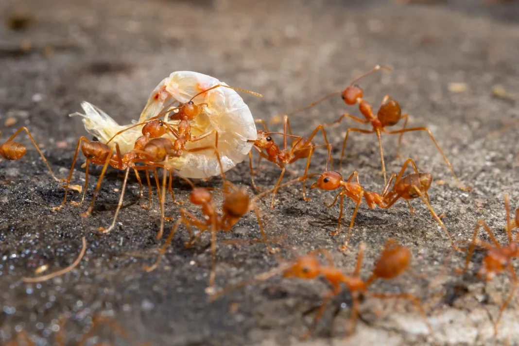 CÓMO ERRADICAR LAS HORMIGAS DE FUEGO