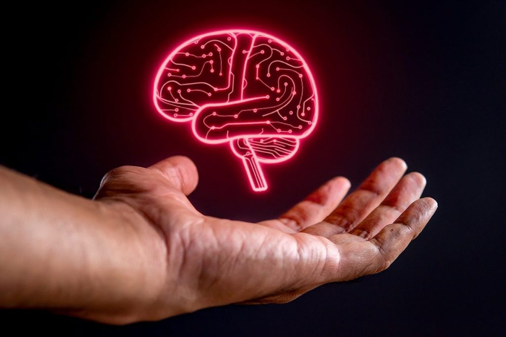 CÓMO SE CREA UN MINI CEREBRO FUNCIONAL