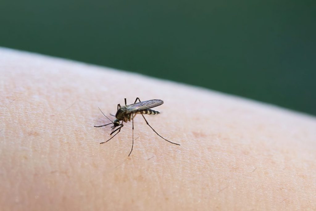 CUÁNDO ACUDIR AL MÉDICO TRAS UNA PICADURA DE MOSQUITO