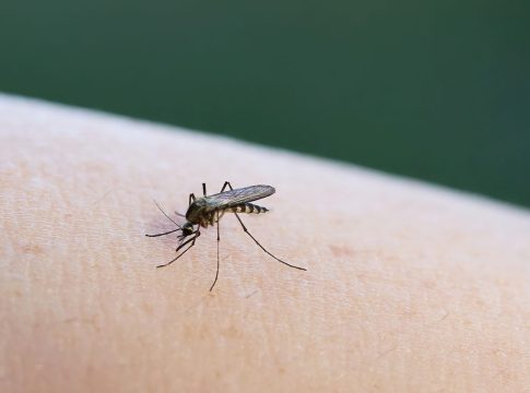 CUÁNDO ACUDIR AL MÉDICO TRAS UNA PICADURA DE MOSQUITO CUÁNDO ACUDIR AL MÉDICO TRAS UNA PICADURA DE MOSQUITO