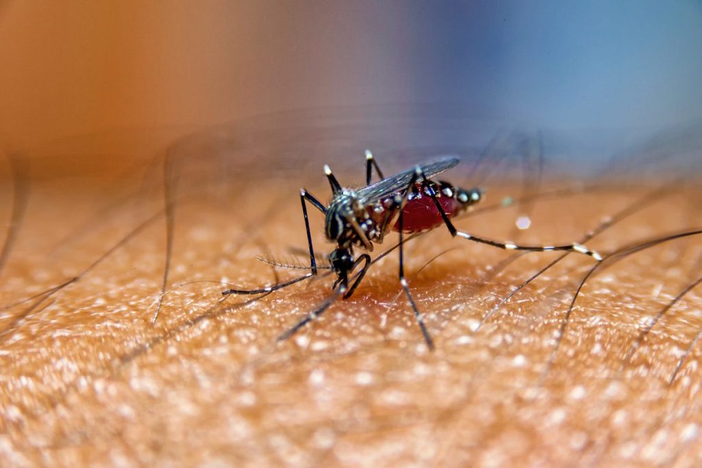 CUIDADO CON LAS PICADURAS DE MOSQUITOS